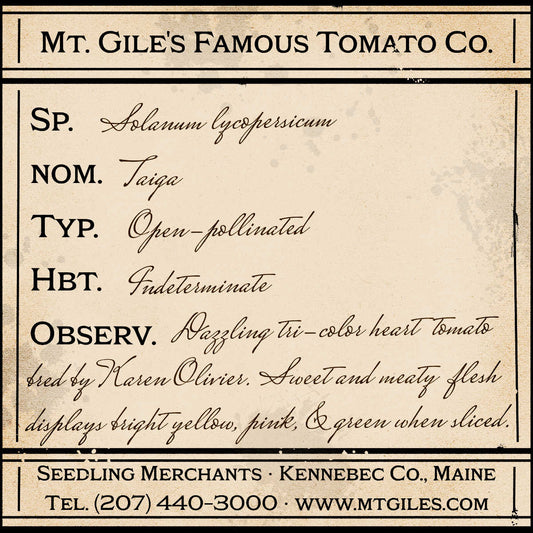 Depiction of a weathered vintage Mt. Gile's Famous Tomato Company specimen label with the following description: 

Taiga - Dazzling tri-color heart tomato bred by Karen Olivier. Sweet and meaty flesh displays bright yellow, pink, and green when sliced.