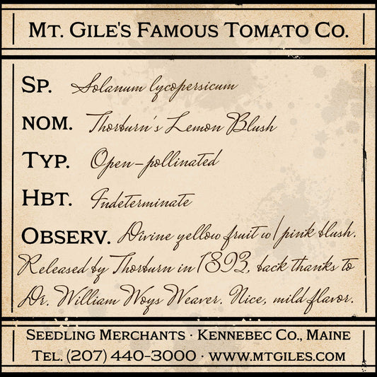 Depiction of a weathered vintage Mt. Gile's Famous Tomato Company specimen label with the following description: 

Thorburn's Lemon Blush - Divine yellow fruit with pink blush. Released by Thorburn in 1893, back thanks to Dr. William Woys Weaver. Nice, mild flavor.