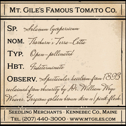 Depiction of a weathered vintage Mt. Gile's Famous Tomato Company specimen label with the following description: 

Thorburn's Terra-Cotta - Spectacular heirloom from 1893 reclaimed from obscurity by Dr. William Woys Weaver. Gorgeous golden brown skin with pink flesh.
