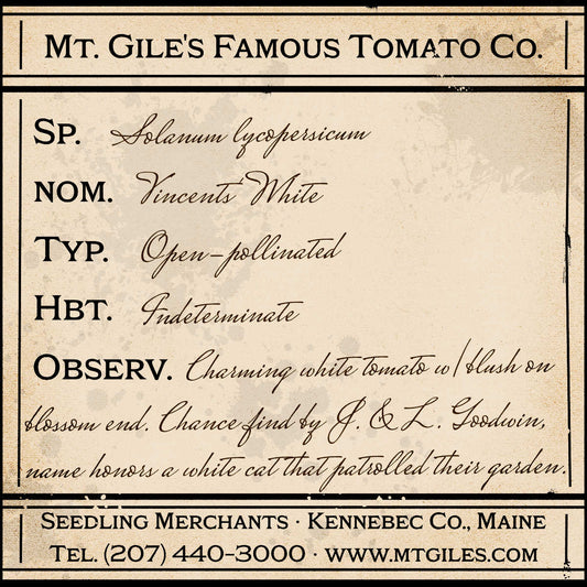 Depiction of a weathered vintage Mt. Gile's Famous Tomato Company specimen label with the following description: 

Vincent's White - Charming white tomato with blush on blossom end. Chance find by Jan & Lee Goodwin, name honors a white cat that patrolled their garden.