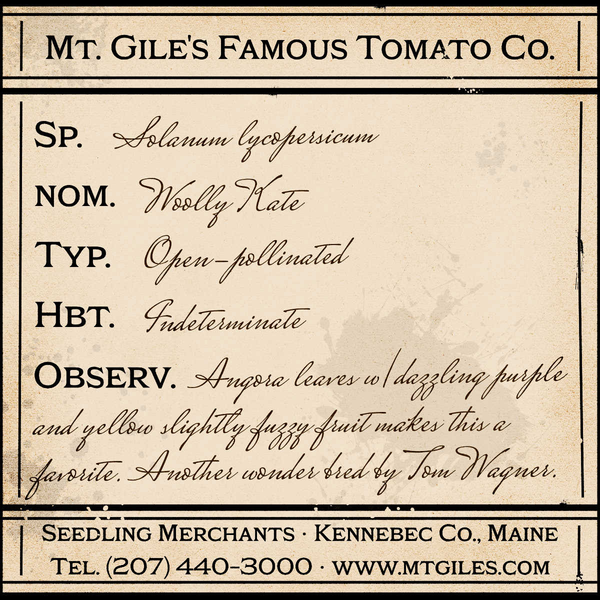 Depiction of a weathered vintage Mt. Gile's Famous Tomato Company specimen label with the following description: 

Woolly Kate - Angora leaves with dazzling purple and yellow slightly fuzzy fruit makes this a favorite. Another wonder bred by Tom Wagner.