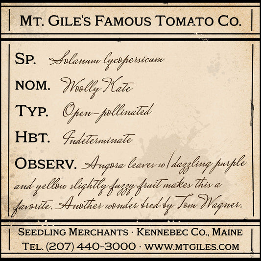 Depiction of a weathered vintage Mt. Gile's Famous Tomato Company specimen label with the following description: 

Woolly Kate - Angora leaves with dazzling purple and yellow slightly fuzzy fruit makes this a favorite. Another wonder bred by Tom Wagner.