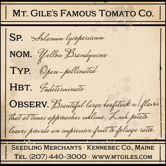 Depiction of a weathered vintage Mt. Gile's Famous Tomato Company specimen label with the following description: 

Yellow Brandywine - Beautiful large beefsteak with flavor that at times approaches sublime. Lush potato leaves provide an impressive fruit to foliage ratio.